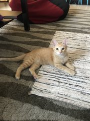 Cheddar - Domestic Short Hair Cat