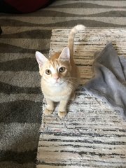 Cheddar - Domestic Short Hair Cat