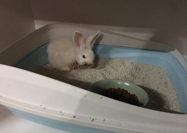 Baby Rabbit - American Sable Rabbit