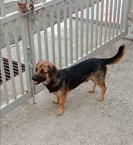 Lumpy - Beagle + Miniature Pinscher Dog