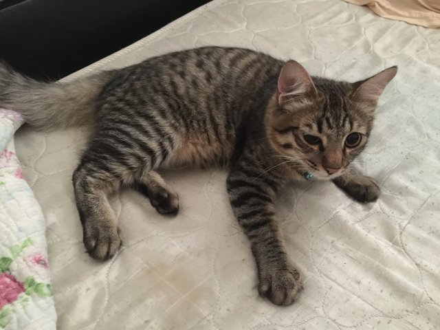 Tiger - Maine Coon + Domestic Medium Hair Cat