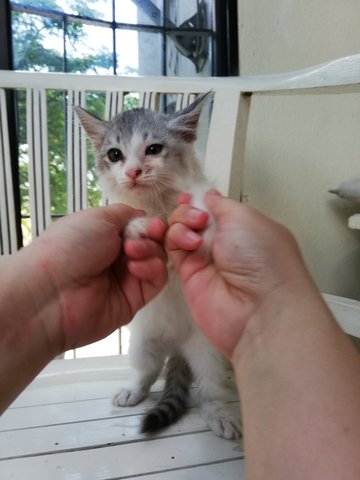 Little Sofie - Domestic Long Hair Cat