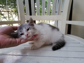 Little Sofie - Domestic Long Hair Cat