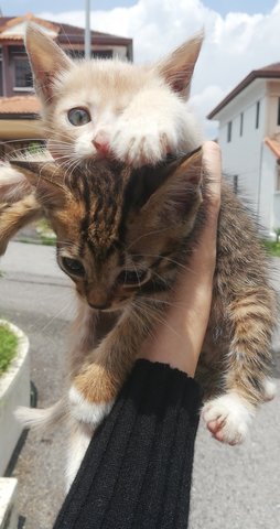 Tiger And Golden - Tabby Cat