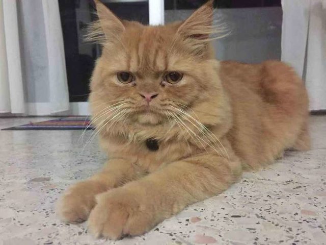 Tigger - Persian Cat