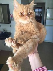 Tigger - Persian Cat