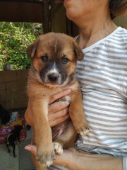 Bonnie - German Shepherd Dog Mix Dog