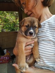 Bonnie - German Shepherd Dog Mix Dog