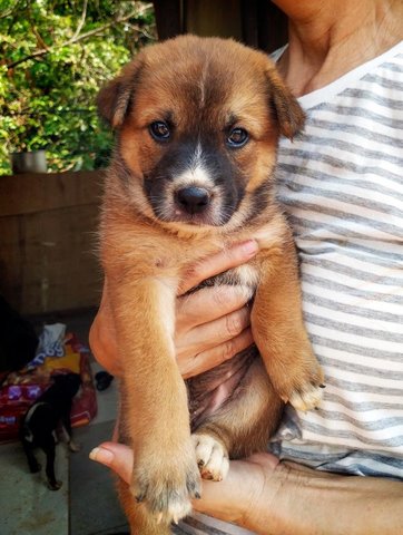 Bonnie - German Shepherd Dog Mix Dog