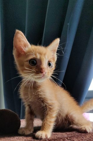 Tub Tubs - Domestic Short Hair Cat