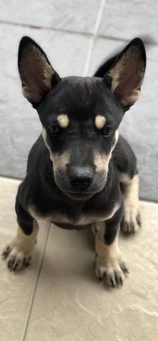 Husky Labrador Mix - Husky + Labrador Retriever Dog