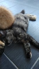 Fur Ball - Tortoiseshell Cat