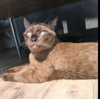 Chilling under the table