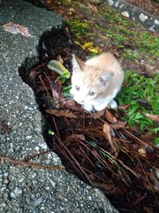 Little Ginger - Domestic Short Hair Cat