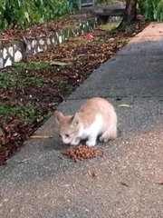 Little Ginger - Domestic Short Hair Cat