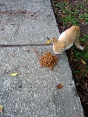 Little Ginger - Domestic Short Hair Cat