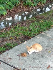 Little Ginger - Domestic Short Hair Cat