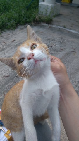 Little Ginger - Domestic Short Hair Cat