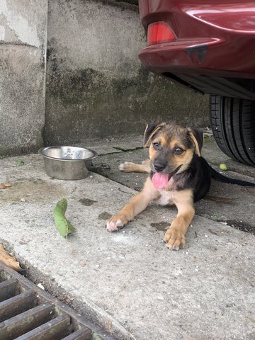 Roxy  - Mixed Breed Dog