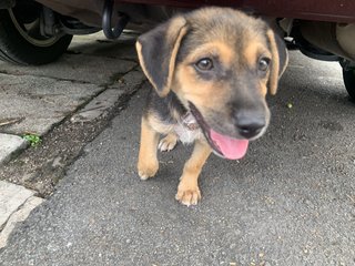 Roxy  - Mixed Breed Dog