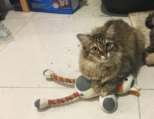 Puffy - Domestic Long Hair Cat