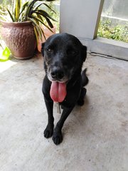 Cooper (Adopted) - Labrador Retriever Dog