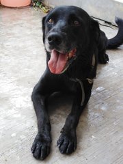 Cooper (Adopted) - Labrador Retriever Dog