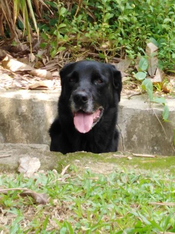 Cooper (Adopted) - Labrador Retriever Dog