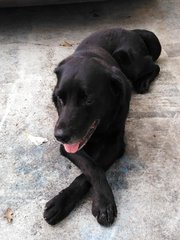 Cooper (Adopted) - Labrador Retriever Dog