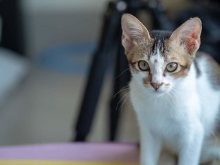 Snowball - Domestic Short Hair Cat