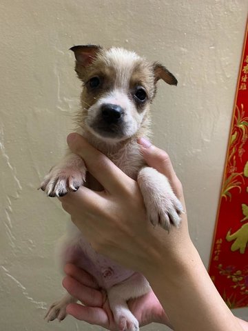 Chestnut - Mixed Breed Dog