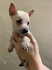 Creamie - Mixed Breed Dog