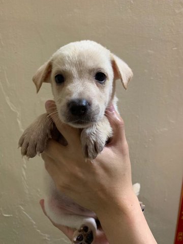 Barley - Mixed Breed Dog