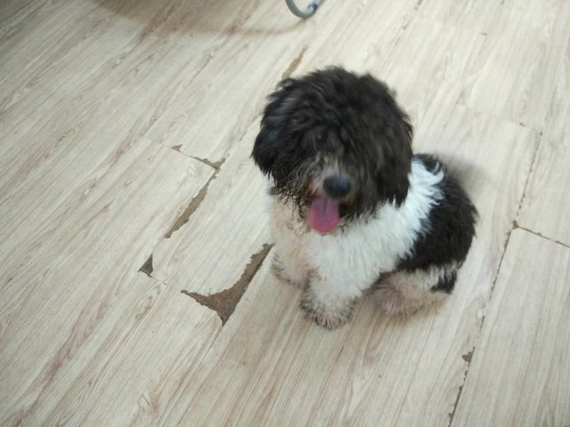 Blacky (Xiaohei) - Schnauzer + Shih Tzu Dog