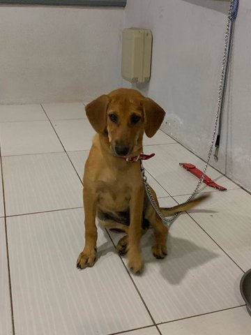 Brownie - Mixed Breed Dog