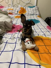 Mini Pinscher  - Miniature Pinscher Dog