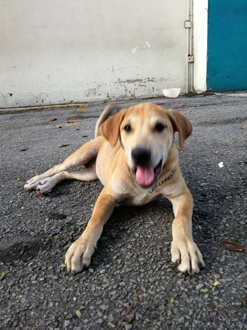 Mei Mei  - Labrador Retriever Mix Dog