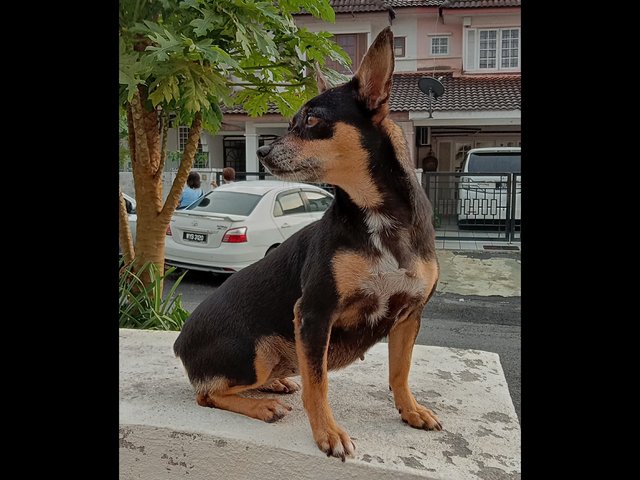 PF93250 - Miniature Pinscher Dog