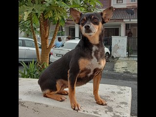 PF93250 - Miniature Pinscher Dog