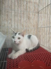 Chebi - Domestic Short Hair Cat