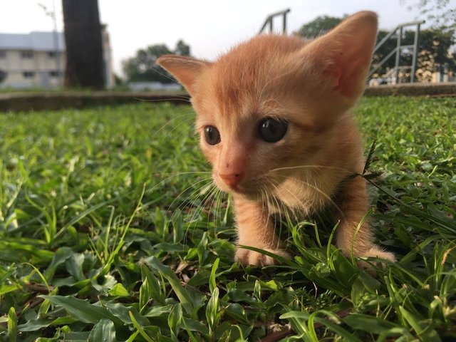 Poopy - Domestic Short Hair Cat