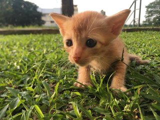 Poopy - Domestic Short Hair Cat