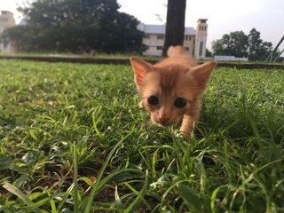 Poopy - Domestic Short Hair Cat