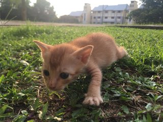 Poopy - Domestic Short Hair Cat