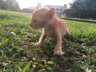 Poopy - Domestic Short Hair Cat