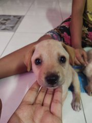 Whitey &amp; Lucky - Mixed Breed Dog