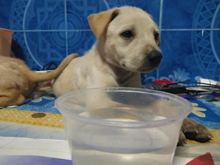 Whitey &amp; Lucky - Mixed Breed Dog