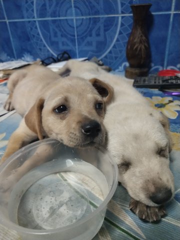 Whitey &amp; Lucky - Mixed Breed Dog