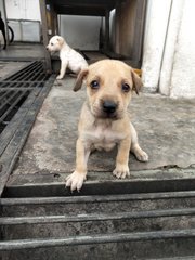 Whitey &amp; Lucky - Mixed Breed Dog