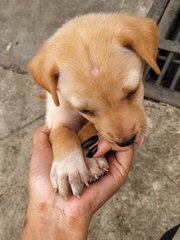 Whitey &amp; Lucky - Mixed Breed Dog